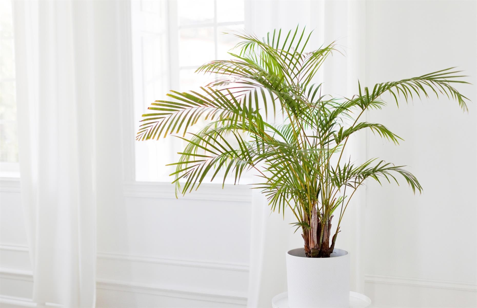 Safe swap: areca palm (Dypsis lutescens)